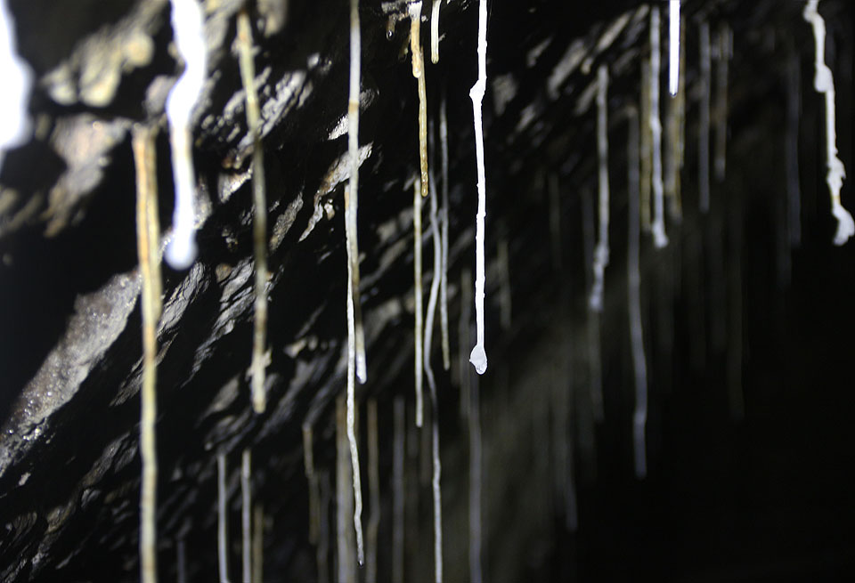 Tenké, běloskvoucí stalaktity vyrůstají z kamenného klenutí jako umrlčí vousy směrem ke dnu.