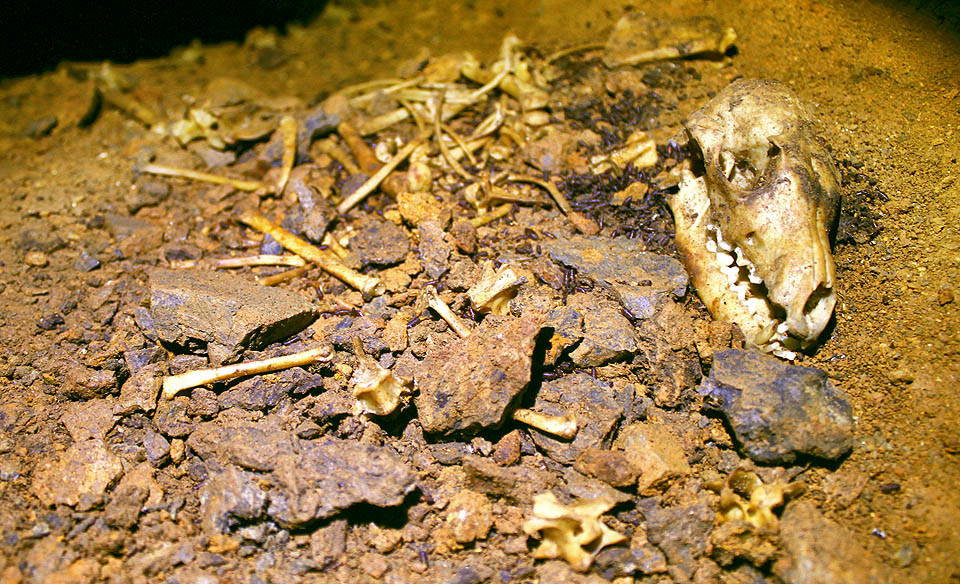 Vypadá to tu jako v jeskyni Batallones. Kosterní pozůstatky lišek jsou domovem pro spousty nafialovělých hmyzích larev. Až se vylíhnou, budou hledat, do koho se pustit dál.