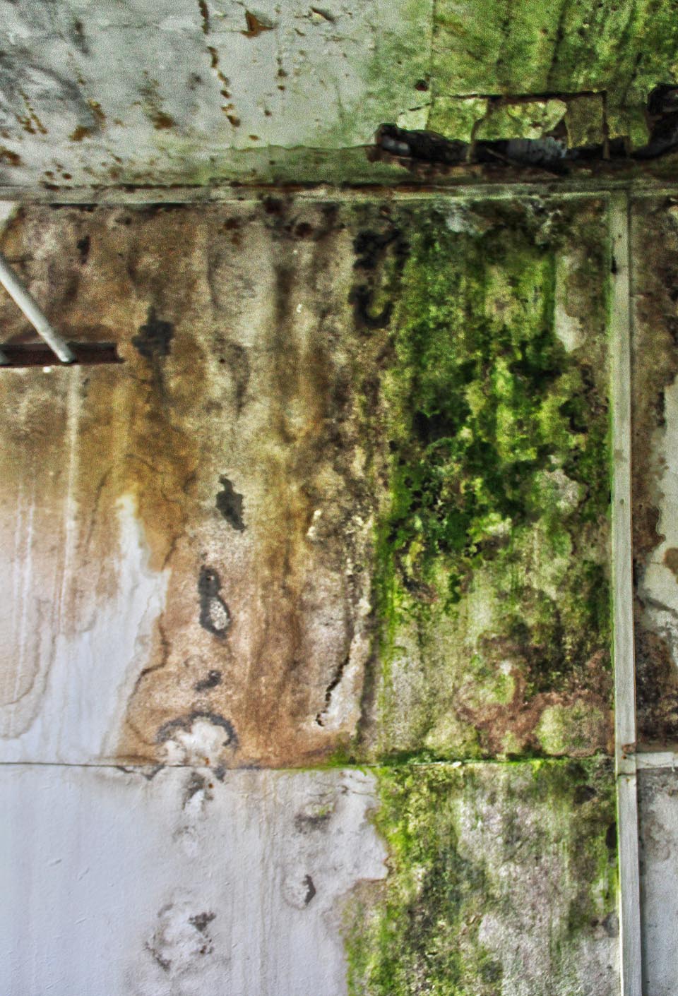 Barevné vzorky jako od předních návrhářů - plísní, řas a mechů.