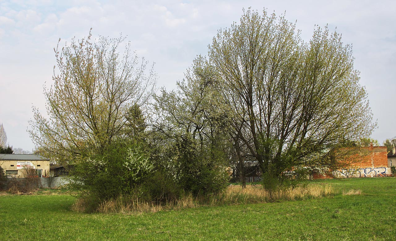 Na první pohled nemusí pár stromků na louce ničím zaujmout. Oku zkušeného pátrače tu ale něco neladí.