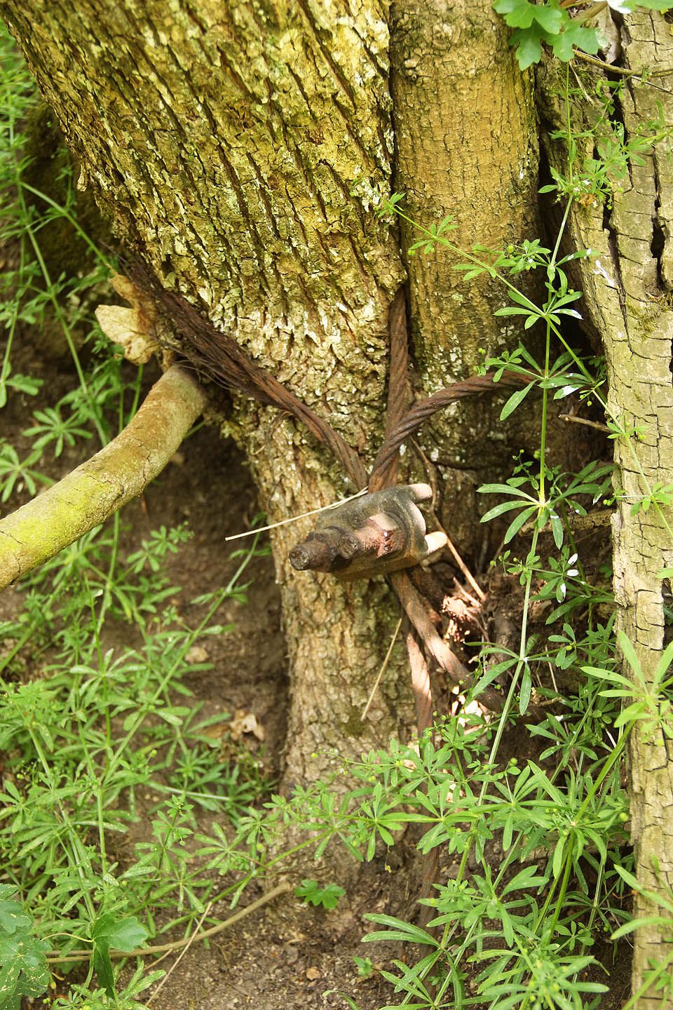 …nebo zbytky ocelových lan, kterými byla kolej přichycena k okolním stromům.