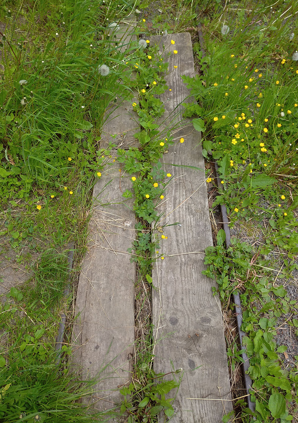 O romantiku venkovského průmyslového areálu v těsném sepětí s přírodou tu není nouze. Koleje se ztrácí v květinách, pod mostem zurčí řeka a z lesů je cítit svěží jarní vůně.