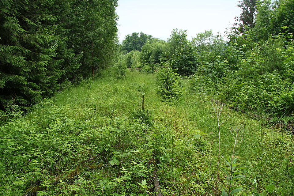 Jihovýchodní dvojice kusých kolejí vlečky do kamenolomu nad Horní Lipovou téměř pohltila příroda. Nakonec je ale vytrhali sami lidé.