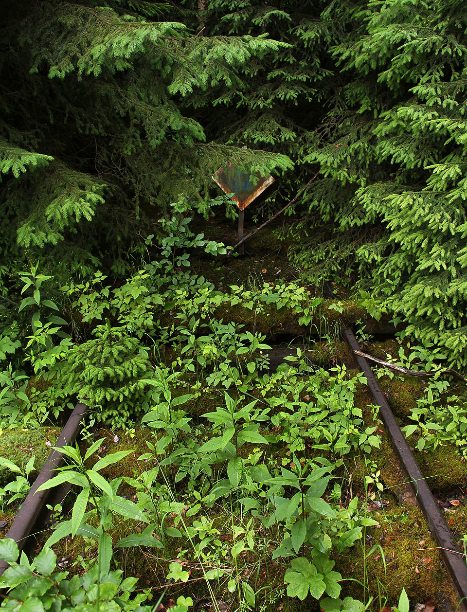 Krásná kusá kolej, jak se na vlečku v lůně zelenistých hor Jeseníků sluší a patří.