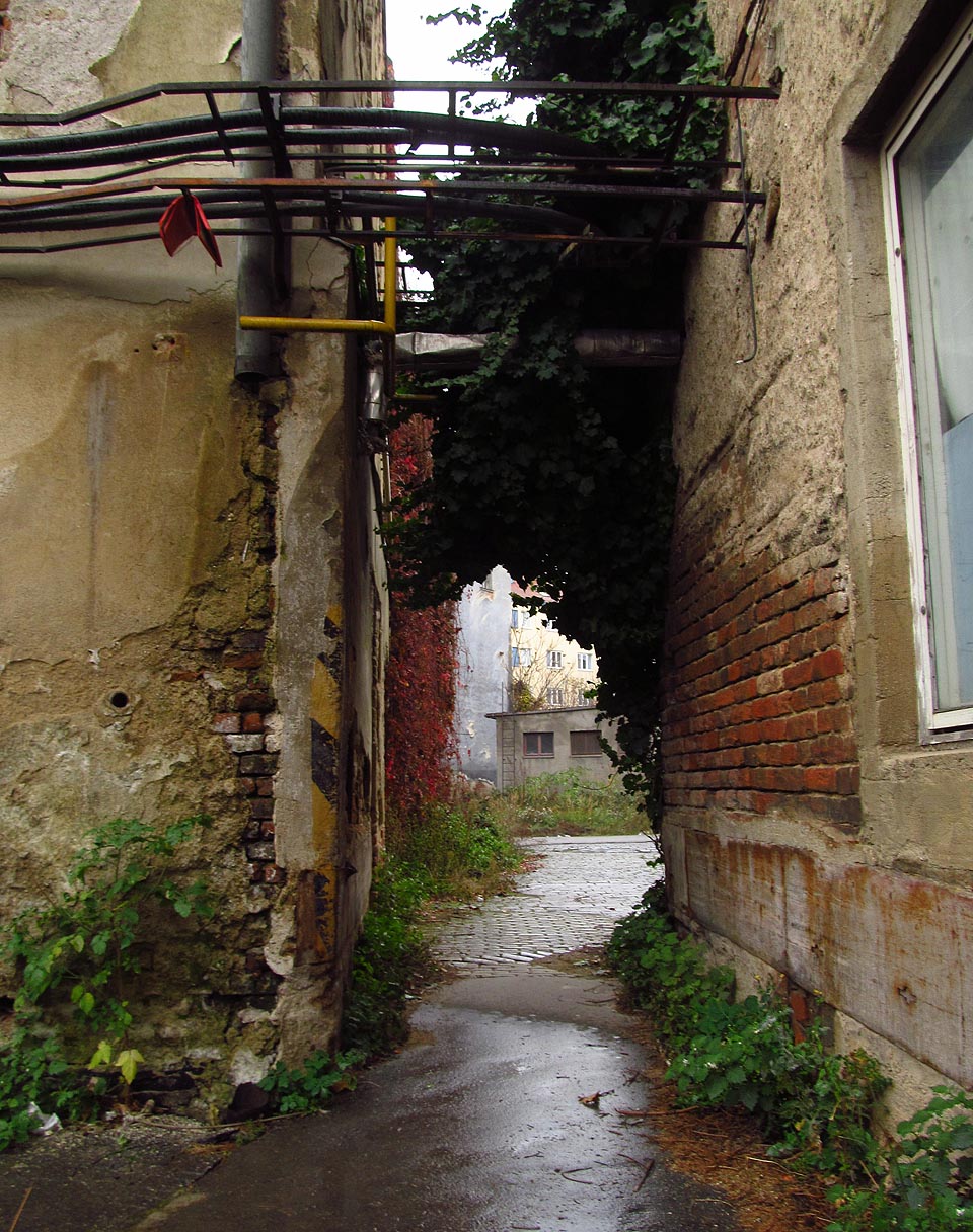 Břečťan dodává bludišti na zajímavosti. Psí víno mění barvu podle ročního období.