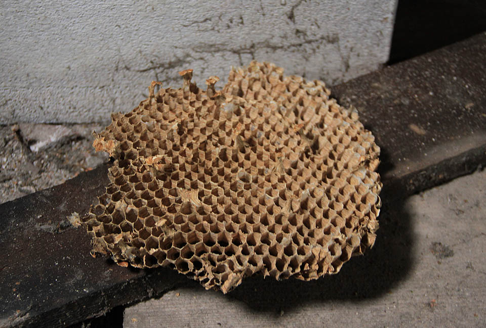 Na závěr pozdrav od jediných skutečných obyvatel domu. Přichází jaro a tady jim bude bez lidí dobře.